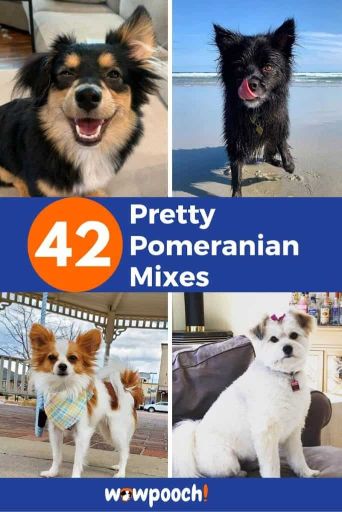 42 Pomeranian Mixes