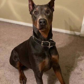 36 Dazzling Doberman Pinscher Mixes – The Best Doberman Mix Guide ...