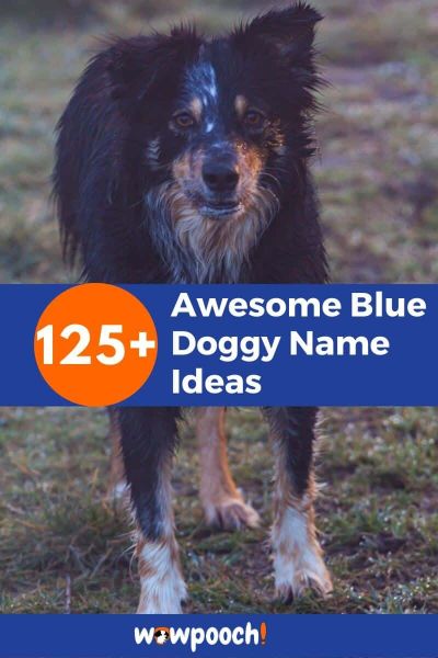 Blue Doggy Name Ideas