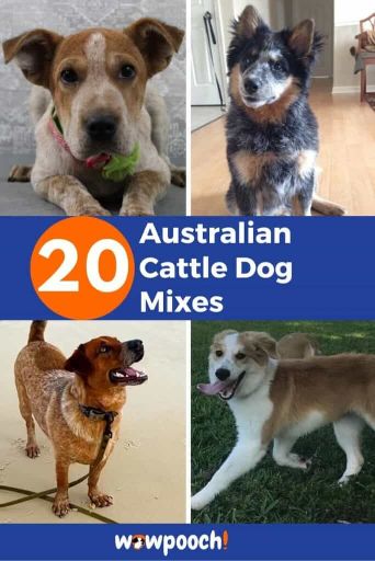 20 Australian Cattle Dog Mixes