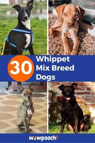 30 Whippet Mixes