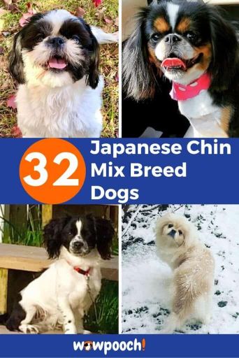 32 Japanese Chin Mixes