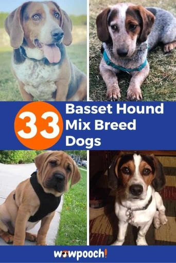 33 Basset Hound Mixes