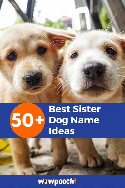 Sister Dog Name Ideas