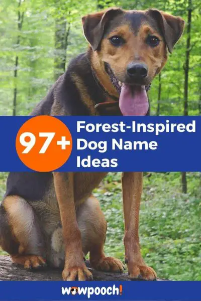 97-forest-inspired-dog-name-ideas-wowpooch