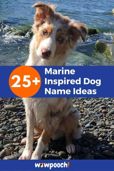 Marine Inspired Dog Names
