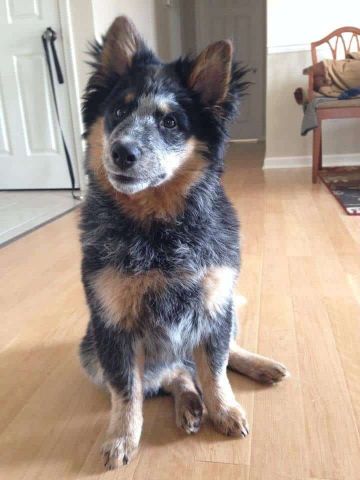 20 Australian Cattle Dog Mixes - WowPooch