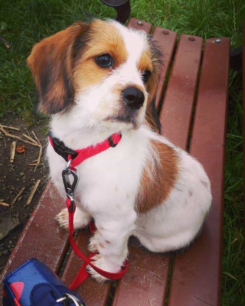 31+ Basset Hound Mix Breed Dogs WowPooch