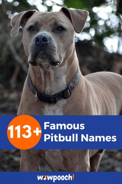 113+ Famous Pitbull Names