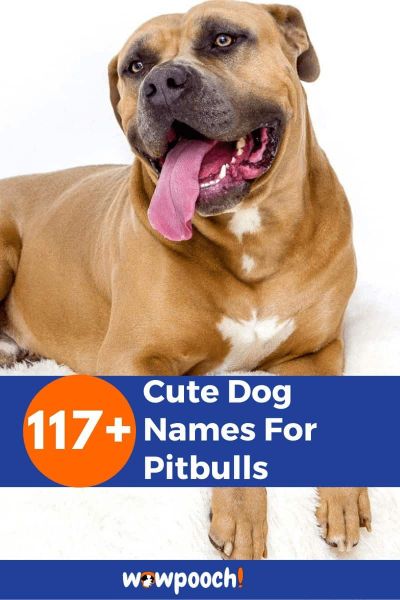 117-cute-dog-names-for-pitbulls-wowpooch