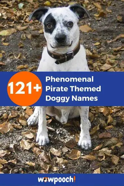 300 Pirate Dog Names for Your Pooch! Yaaaar, Mutt Matey!
