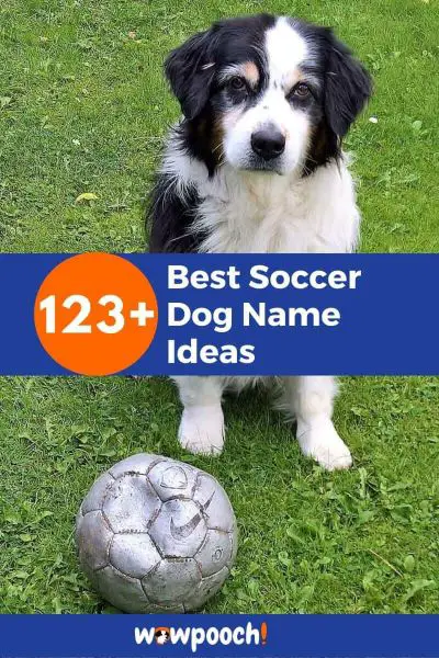 Best Soccer Dog Names