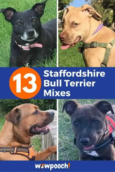 13 Staffordshire Bull Terrier Mix Breed Dogs