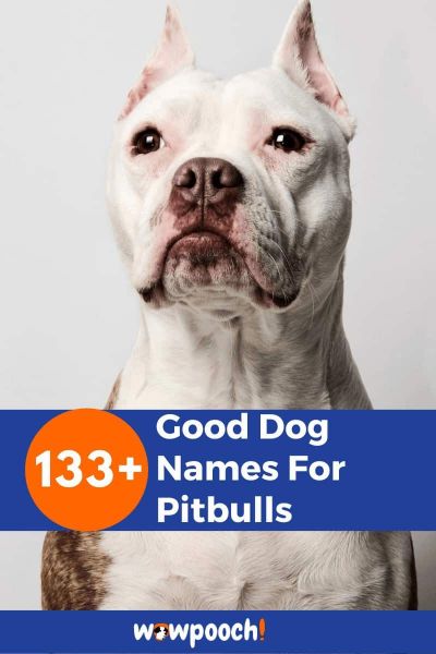 133+ Good Dog Names For Pitbulls - WowPooch