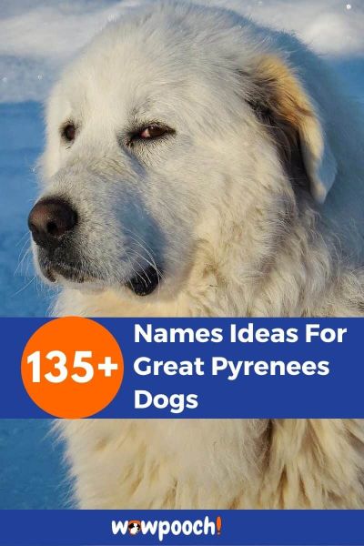 135+ Names Ideas For Great Pyrenees Dogs