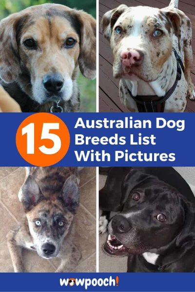 Australian Dog Breeds List