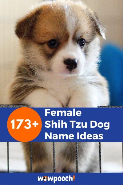 173+ Female Shih Tzu Dog Name Ideas