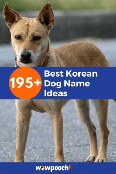 195 Best Korean Dog Name Ideas Wowpooch