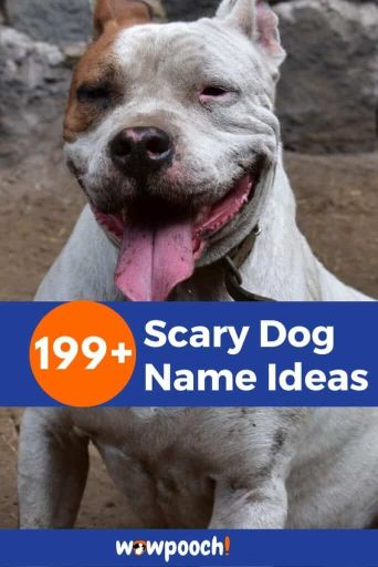 What Are Some Scary Dog Names