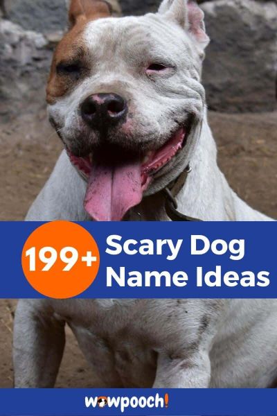 Scary Dog Name List