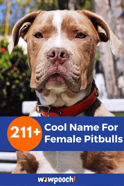 211+ Cool Name For Female Pitbulls