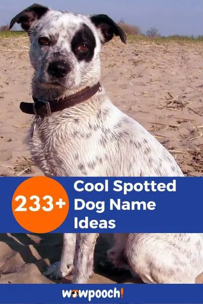 233-cool-spotted-dog-name-ideas-wowpooch