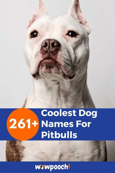 261-coolest-dog-names-for-pitbulls-wowpooch