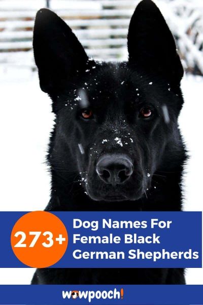 273+ Beautiful Dog Names For Female Black German Shepherds - WowPooch