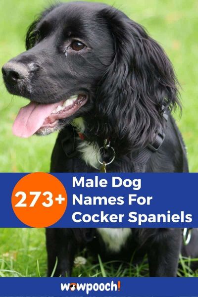 273+ Male Dog Names For Cocker Spaniels