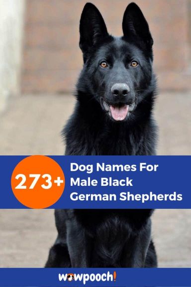 273+ Marvelous Dog Names For Male Black German Shepherds - WowPooch