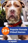 39+ Popular Female Pitbull Names - WowPooch