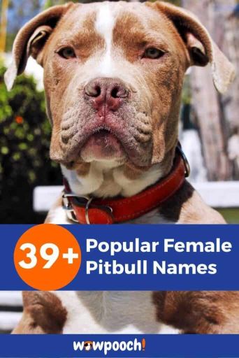 39+ Popular Female Pitbull Names - WowPooch