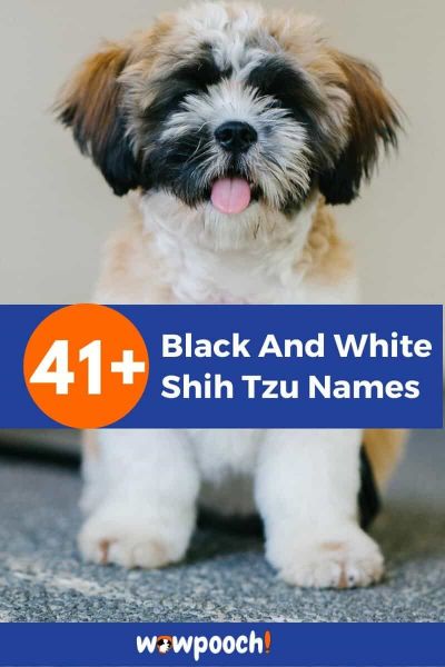 41+ Black And White Shih Tzu Names