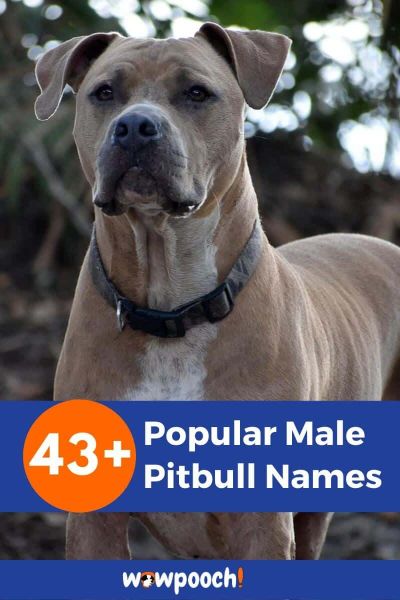 43+ Popular Male Pitbull Names