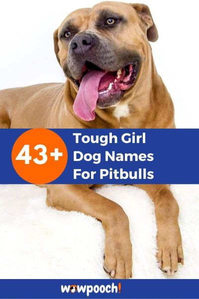 43+ Tough Girl Dog Names For Pitbulls