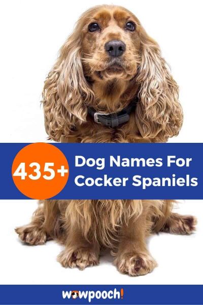 435+ Dog Names For Cocker Spaniels