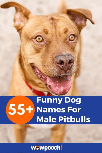 55+ Funny Pitbull Name For Males