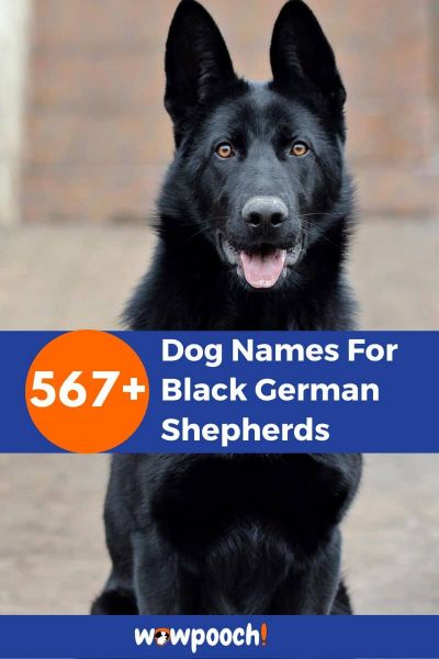 567+ Dog Names For Black German Shepherds