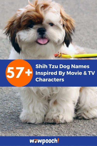 57+ Shih Tzu Dog Names Inspired By Movie & TV Characters
