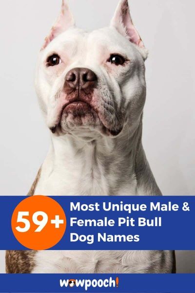 59+ Most Unique Male And Female Pit Bull Dog Names
