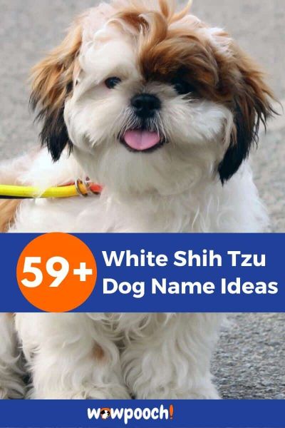 59+ White Shih Tzu Dog Name Ideas
