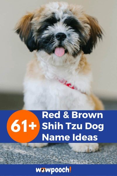 61+ Red And Brown Shih Tzu Dog Name Ideas