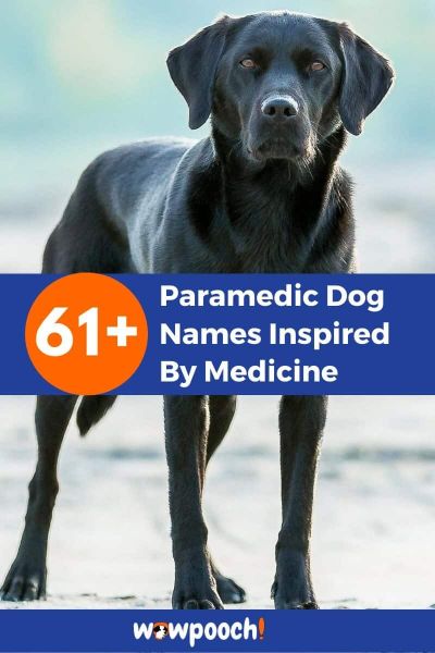 61 Brilliant Paramedic Dog Names Inspired By Medicine Wowpooch