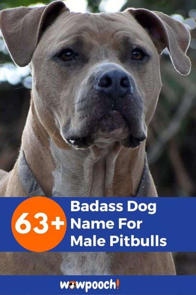 63+ Badass Dog Name For Male Pitbulls