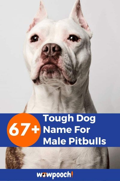 67+ Tough Dog Name For Male Pitbulls