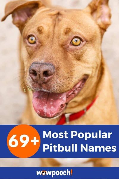 69+ Most Popular Pitbull Names