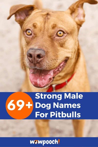 Strong Male Dog Names For Pitbulls