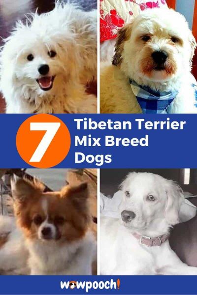 Tibetan Terrier Mixes