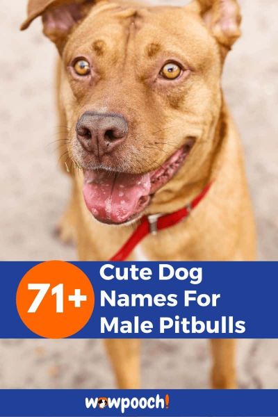 71+ Cute Dog Names For Male Pitbulls
