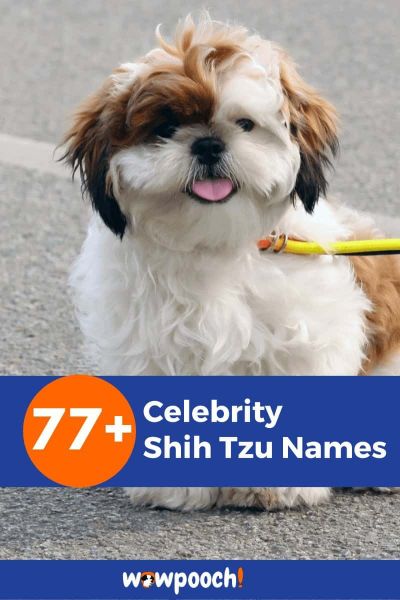 75+ Celebrity Shih Tzu Names